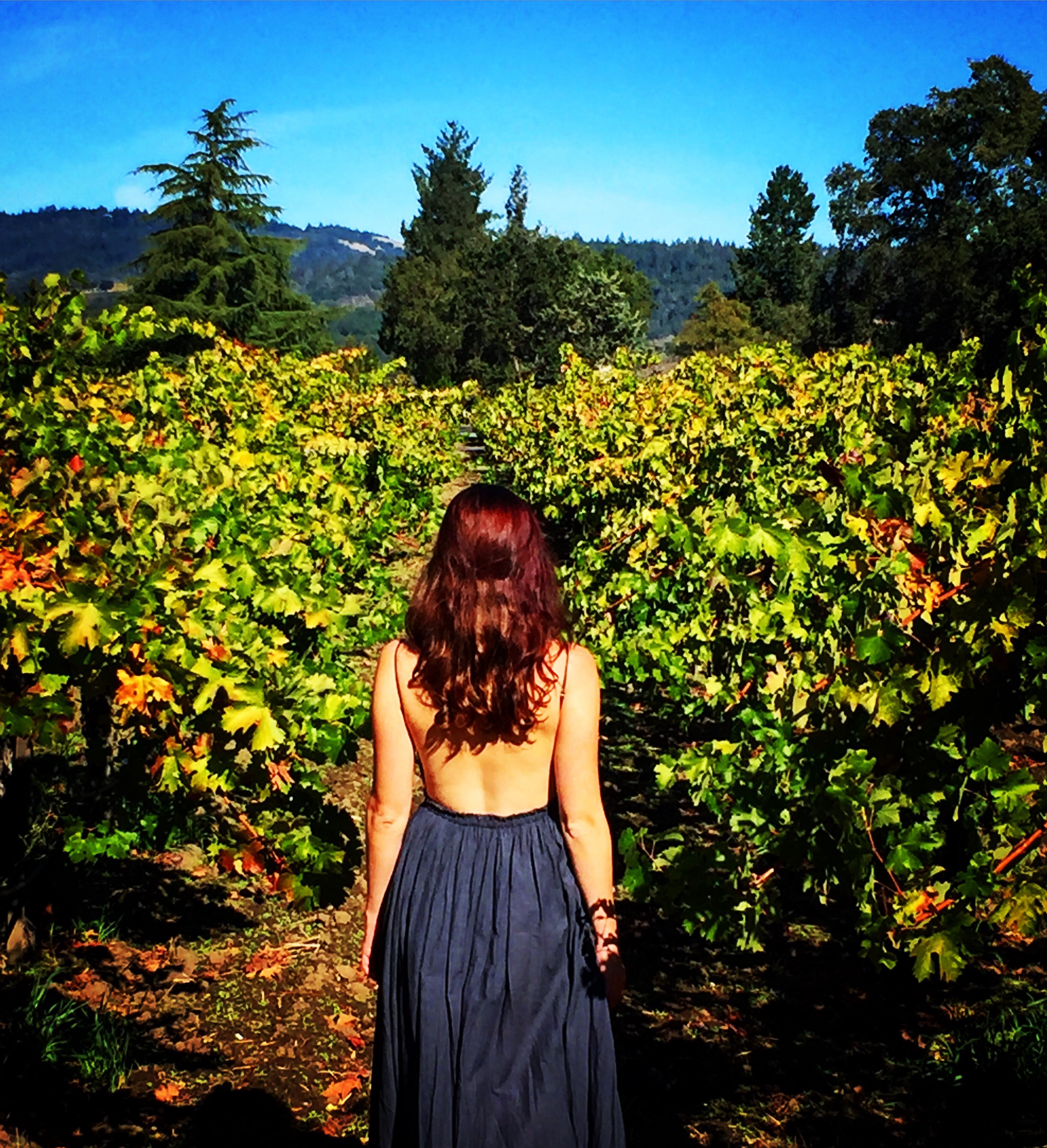 A walk through a vineyard in Napa Valley